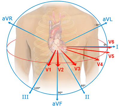 Heart vectors with chest and limb leads