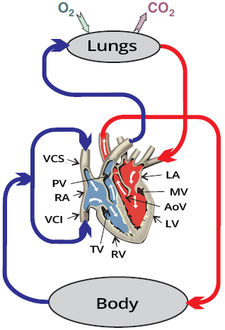 Heart with systemic and pulmonary circulation