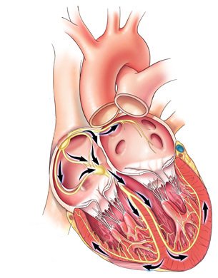 Electrical conduction system of the heart