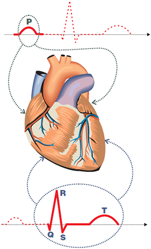 Heart with electrical vectors, with P wave and QRS complex