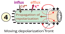 Propagation of repolarization, influx calcium, efflux potassium