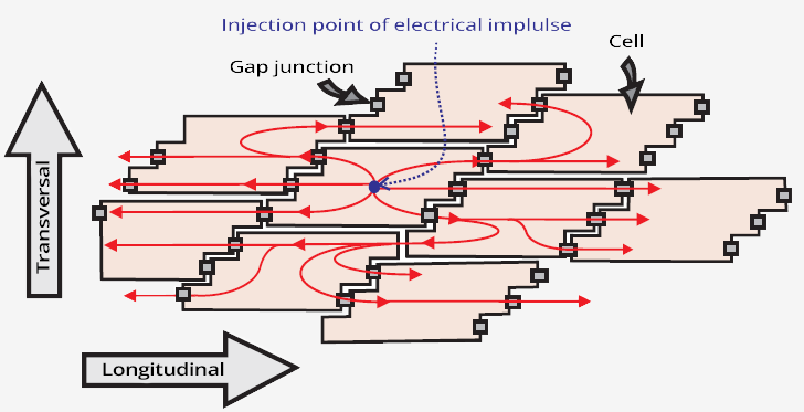 Distribution of current in myocardium and rapid spread of electrical activity