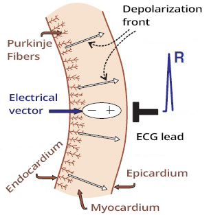 Myocardial wall depolarization from endocardium to epicardium