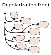 Near-simultaneous activation during depolarization of myocardium