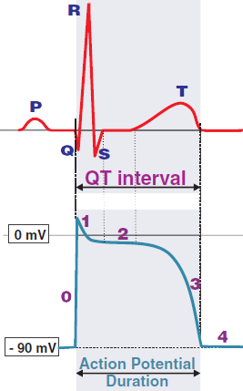 ECG QT interval represents the duration from depolarization to repolarization of the ventricles. It is the duration of the action potential