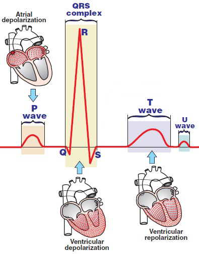 ECG mechanism p wave (atrial depolarization), qrs complex (ventricular depolarization), t wave (ventricular repolarization), u wave