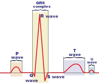 ECG waves: P wave, Q wave, R wave, S wave, T wave, U wave