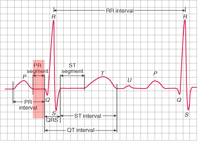 ECG PQ (PR) normal segment 0.04 - 0.12s