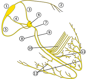 Parts of the heart electrical conduction system - anatomy and physiology