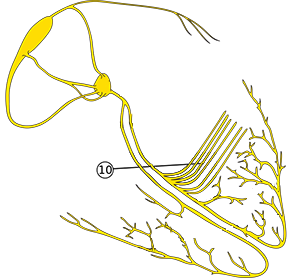 Left posterior fascicle and heart conduction electrical system