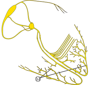 Purkinje fibers and heart conduction electrical system