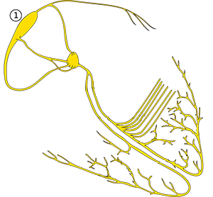 Sinoatrial (SA) node and heart conduction electrical system