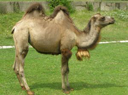 Camel hump