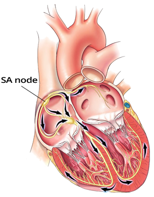 sinoatrial node (SA node) and heart conduction system