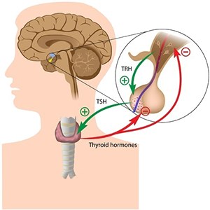 Hypothalamic pituitary adrenal axis, Thyrotropin releasing hormone (TRH), Thyroid stimulating hormone (TSH)