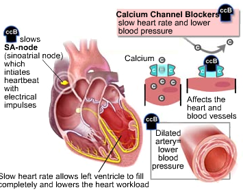 Calcium channel blocker, receptors