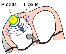 Sinoatrial node, P and T cells