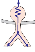 Decremental conduction, AV junction