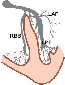 Electrical conduction system of the heart, AV node, right bundle, left bundle, left posterior bundle, left anterior bundle