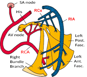 Blood supply left bundle branch, PDA, LCx, RCA