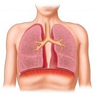 Hyperexpanded emphysematous lungs within the chest