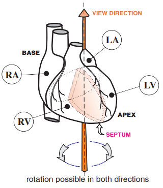 Heart longitudinal axis rotation in horizontal plane. Transition zone, clockwise and counterclockwise rotation