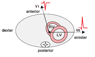 Transition zone and normal heart rotation in horizontal plane