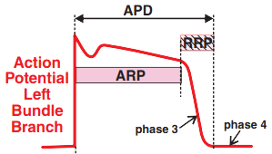 Left bundle branch, APD = action potential duration, ARP = absolute refractory period, RRP = relative refractory period 