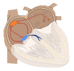 Heart atria, supraventricular impulse