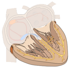 Ventricular conduction system and wide, narrow QRS complex