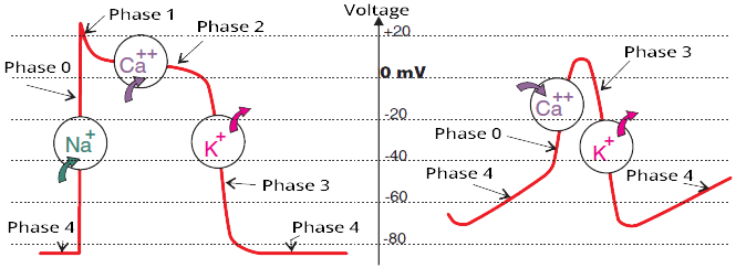 action potential spontaneous phase 4 depolarization