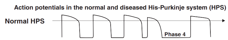 Normal His-Purkinje cells, normal phase 4 action potential