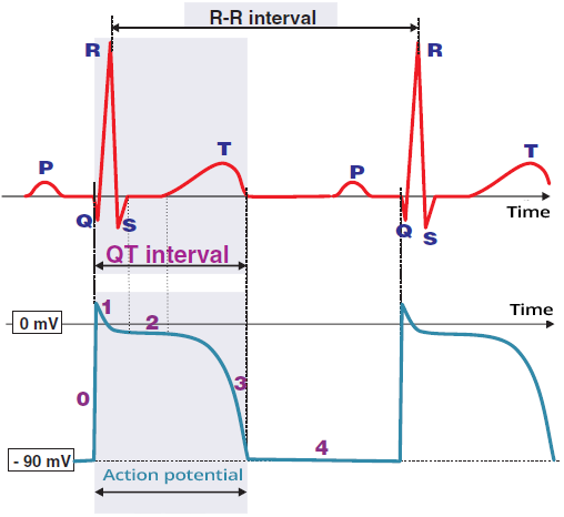 ECG Phase 4 action potential (TQ interval)