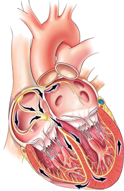 Abnormal impulse formation, ectopic pacemaker